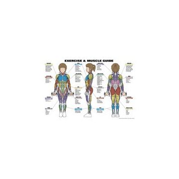Exercise & Muscle Guide for Men and Women by Algra Corporation - Each, 24 inch X 36 inch, Male