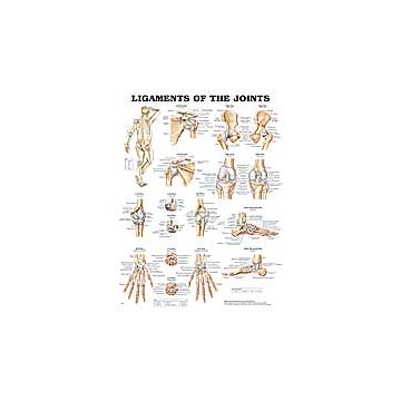 Ligaments of the Joints Anatomical Chart 20" x 26" by Anatomical Chart Company - Each, 20 inch x 26 inch, Laminated