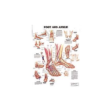 Foot & Ankle Chart 20" x 26" by Anatomical Chart Company