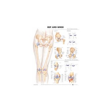 Hip And Knee Chart - Each, Paper