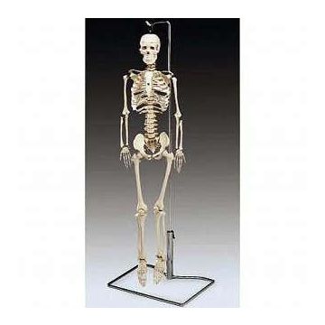 Mr. Thrifty Skeleton Models 33.5" by Anatomical Chart Company
